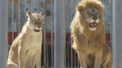"Il est grand temps que la Ville réagisse, et vite !" : une association de défense des animaux attaque la mairie d'Annecy, des animaux sauvages créent des remous "Il est grand temps que la Ville réagisse, et vite !" : une association de défense des animaux attaque la mairie d'Annecy, des animaux sauvages créent des remous