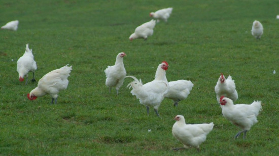 Anncecy : pourquoi des barquettes de viande seront retournées dans les rayons ce week-end Anncecy : pourquoi des barquettes de viande seront retournées dans les rayons ce week-end