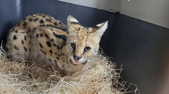 Il détenait illégalement un serval : son procès s'ouvre à Annecy Il détenait illégalement un serval : son procès s'ouvre à Annecy