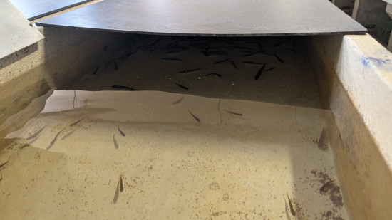 Rénovation de la pisciculture d'Annecy : "L'eau du lac est trop chaude pour l'omble chevalier" Rénovation de la pisciculture d'Annecy : "L'eau du lac est trop chaude pour l'omble chevalier"