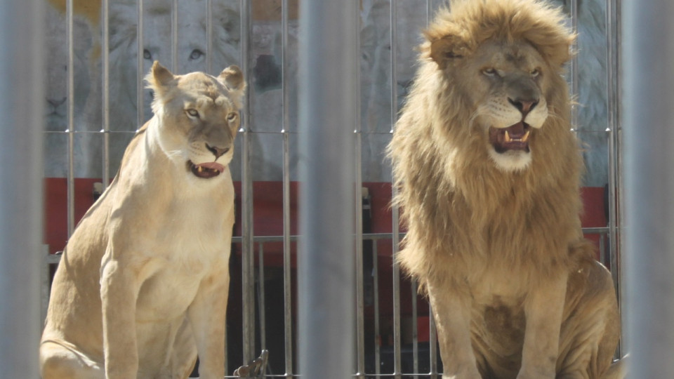 "Il est grand temps que la Ville r&eacute;agisse, et vite !" : une association de d&eacute;fense des animaux attaque la mairie d'Annecy, des animaux sauvages cr&eacute;ent des remous